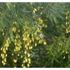 Plantas De Neem