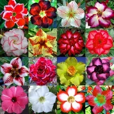 50 Sementes De Rosa Do Deserto Cores Variadas