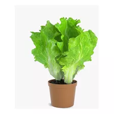 Planta Hacer Plantines De Lechuga