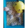 Segunda imagen para búsqueda de venta de hamsters rusos