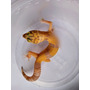 Tercera imagen para búsqueda de geckos leopardos