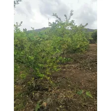 Vendo Finca De 5, 867 Metros Cuadrados, Equivalente A 9.33 Tareas Ubicado En La Isabela De Villa Altagracia, República Dominicana