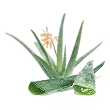 10 Folhas De Babosa Medicinal Aloe Arborescensis 30 A 40 Cm