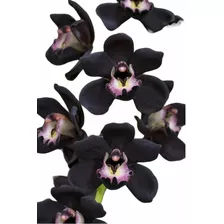 Orquídeas Cymbidium Negra