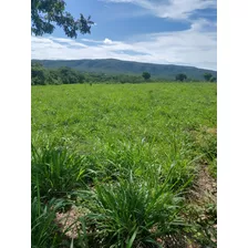 Fazenda Ilha: Propriedade Rural De Dupla Aptidão 