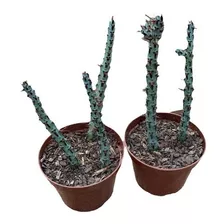 Cacto Euphorbia Aeruginosa Planta Raríssima Coleção Lindas 