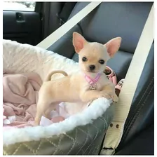 Chihuahua Tacita De Te