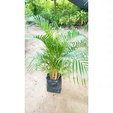 5.000 Sementes Palmeira Areca Bambu D.lutescens Fret Gratis
