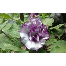 Sementes De Datura Metel - Saia Roxa 50 Sementes Frete Grátis