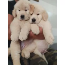 Cachorros Golden Retriever 