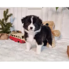 Criadero Venta Border Collie Precio Cali Medellin Bogota 