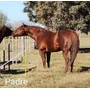 Primera imagen para búsqueda de caballos cuarto milla