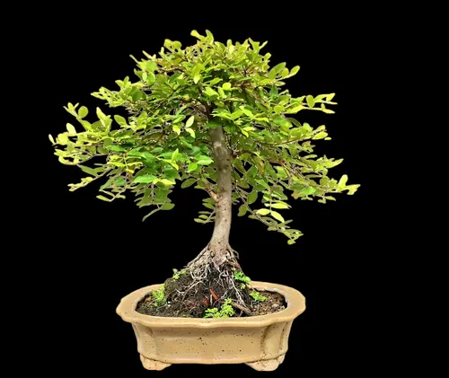 Tercera imagen para búsqueda de bonsai