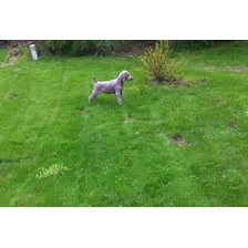 Faraónicoweimaraner Prestigio Línea Única