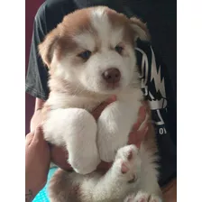 Cachorros Husky Hembra Y Macho