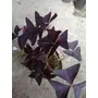 Segunda imagen para búsqueda de oxalis triangularis