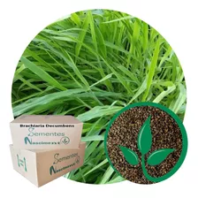 Sementes Para Pastagem Brachiaria Decumbens 10kg