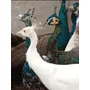 Segunda imagem para pesquisa de pato mandarim casal aves