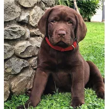 Labrador Chocolate Cariñoso 