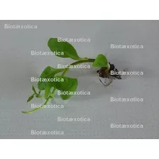 Bertalha Coração 2 Mudas Formadas - Panc