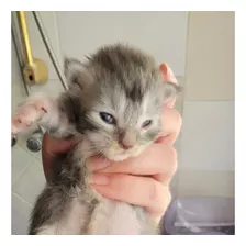 Gatitas Hembras Raza Maine Coon Con Pedigree 