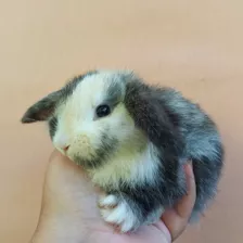 Filhotes De Mini Coelho Mini Lop 