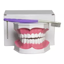 Estudio Modelo De Práctica De Cepillado Dental 2 Veces Mayor