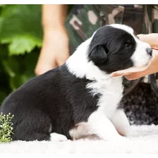 Venta Border Collie Negro Colombia En Cali Medellin Bogota 