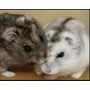 Segunda imagen para búsqueda de hamster
