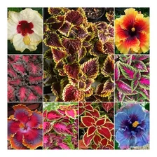 Kit Raros 50 Sementes Hibisco + 1100 Coleus