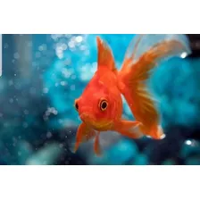 Pez Goldfish 