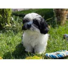 Cachorros Shih Tzu Pedigree Internacional