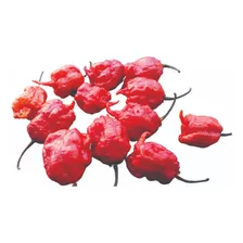 10 Carolina Reaper 10 Scorpion 10 Bhut... Frutos In Natura 