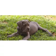 Cachorro Cane Corso