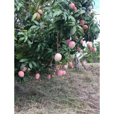 Finca Agricola En San Cristobal Con 2mil Matas De Nisperos, 700 De Mango De Clase, 400 Matas De Aguacates