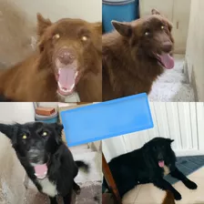 Adopción Perros Medellín