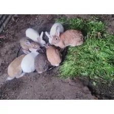 Conejos