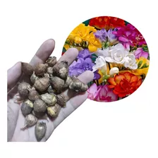 Bulbos Fresias Dobles Perfumadas Mezcla Colores X 30 Bulbos