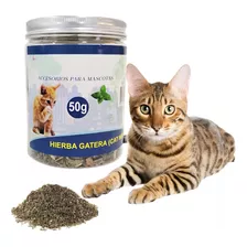 Catnip Hierba Gatera Gatos Juguetes Catnip Hierba Gato 50gr Color Verde Oscuro