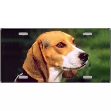 Smart Blonde Beagle Dog Photograph Metal