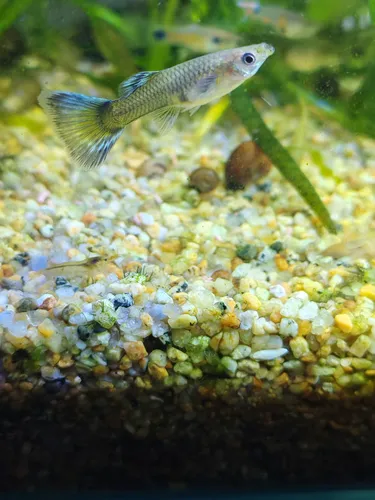 Primera imagen para búsqueda de peces guppy