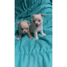 Chihuahua Machos Pelo Largo