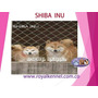 Tercera imagen para búsqueda de perro shiba inu