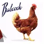 Primera imagen para búsqueda de venta gallinas ponedoras colombia
