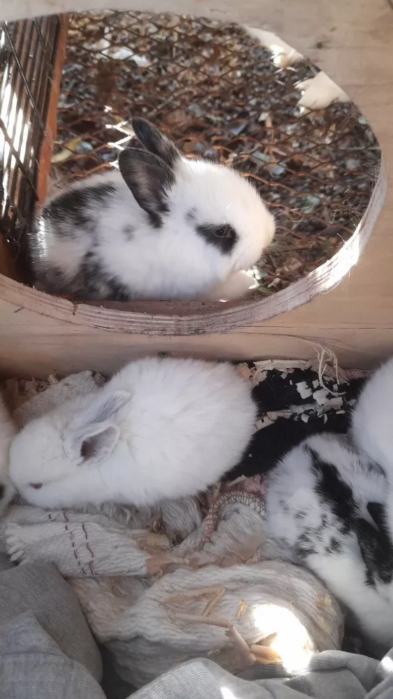 Conejos Bebés Californiano/nueva Zelanda