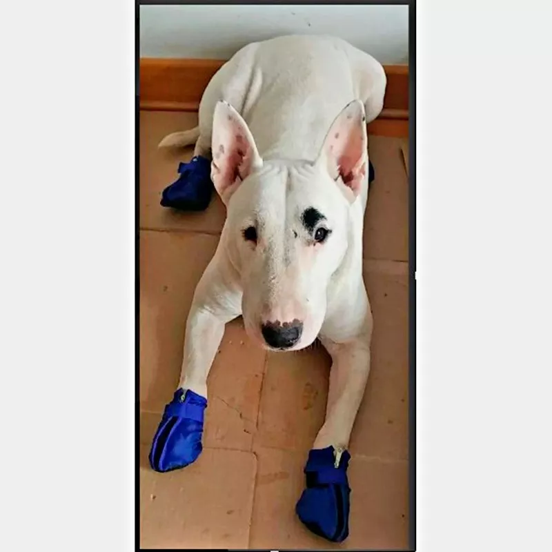 Zapatitos Impermeables Para Perros / Zapatos, Botitas /