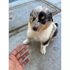 Cachorros Rough Collie Blue Merley