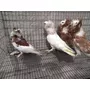Segunda imagen para búsqueda de venta de palomas aves