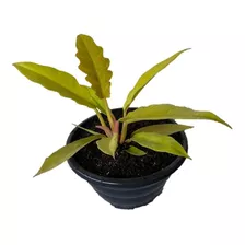 Planta Philodendron Gergaji Golden - Muda Filodendron Raro 