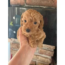 Caniche Rojo Machito Disponible